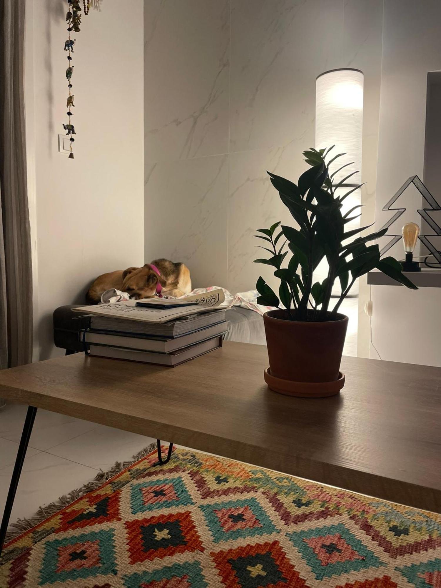 Apartment Grey *